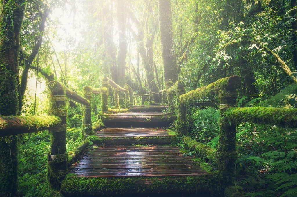 Trasformazione Digitale: Jingle o Jungle?